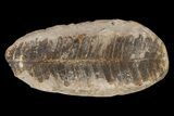 Pecopteris Fern Fossil (Pos/Neg) - Mazon Creek #87716-1